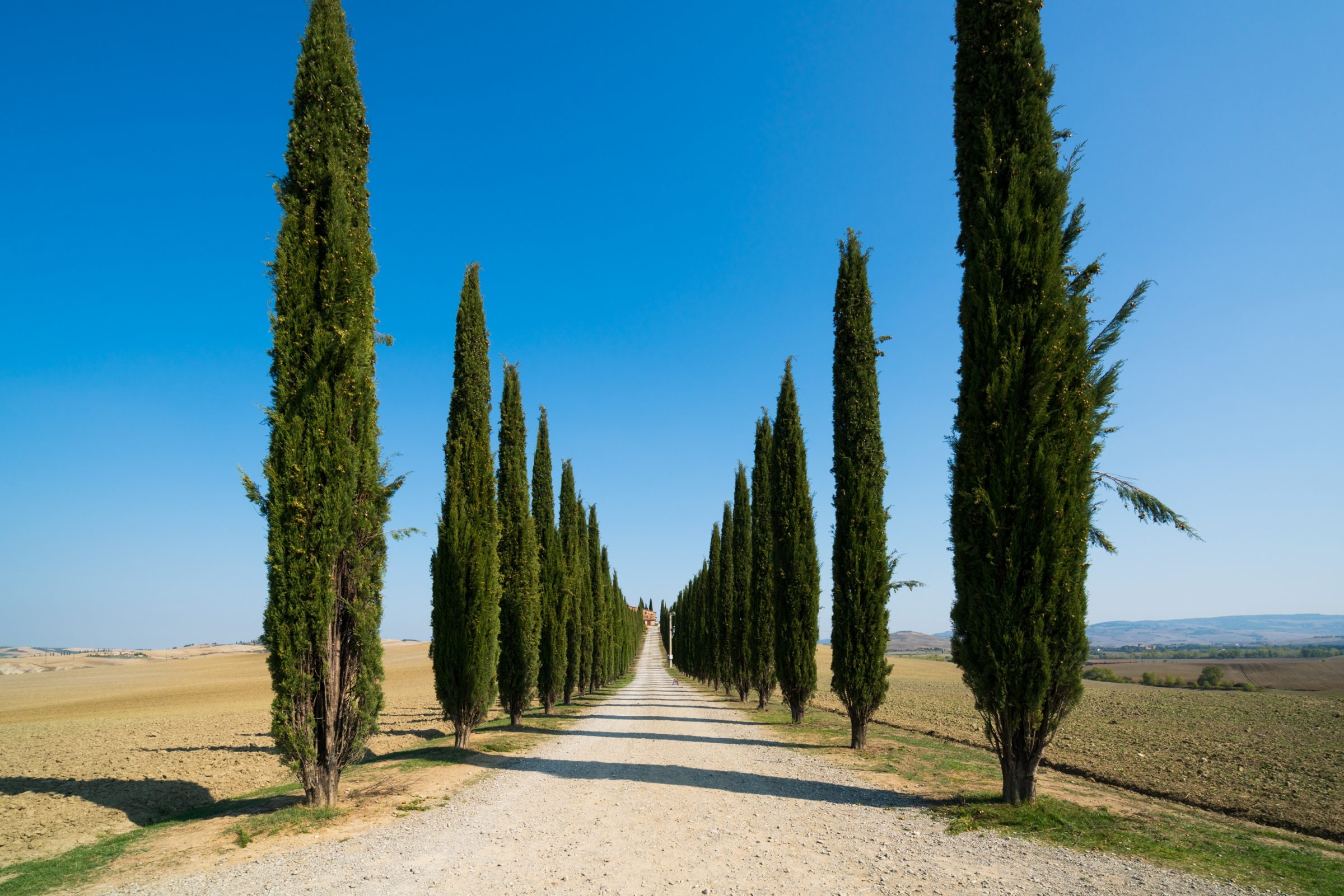 Cypress-lined road in Tuscany